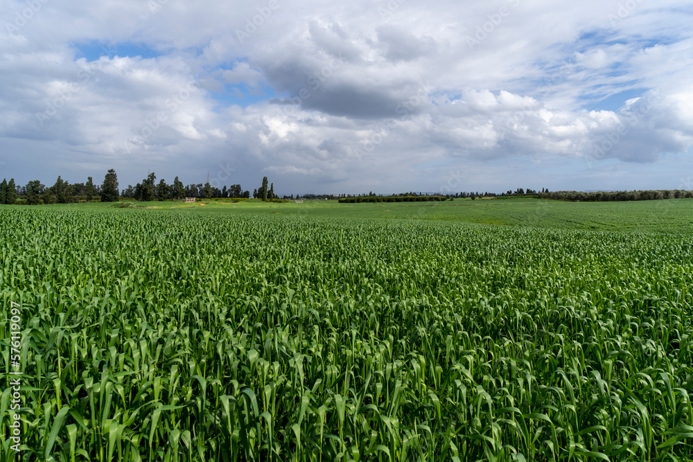 A green wheat field in winter A green wheat field in winter