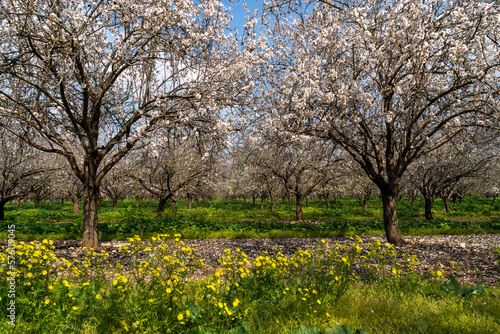 An almond grove in the spring with a surface of Groundsel flowers