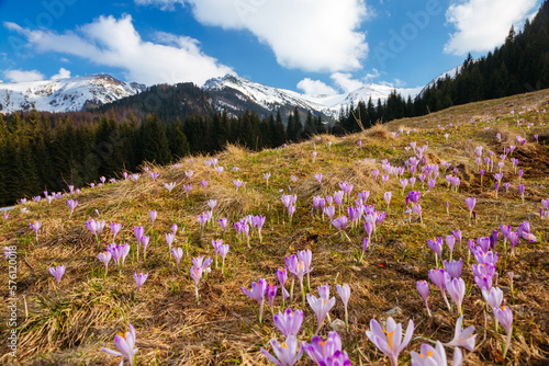 Spectacular meadows are covered violet crocus flowers on spring High Tatras mountains.
