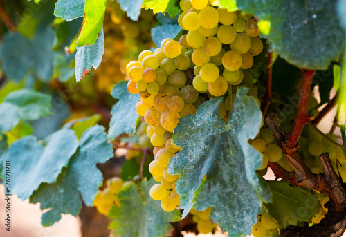 Image of juicy grapes bunches in sunny day waiting for harvesting