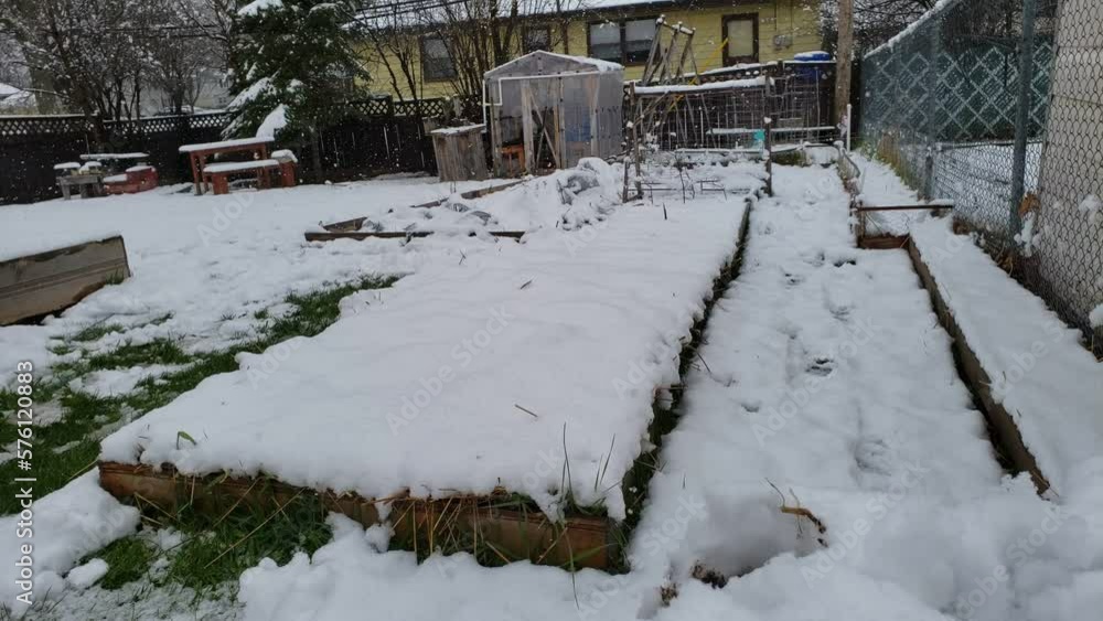custom made wallpaper toronto digitalGarden vegetable beds covered in layer of snow after sudden winter comeback in early spring.