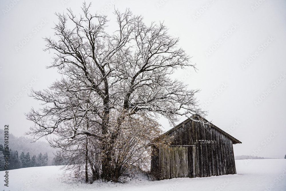 Winterlandschaft, Schnee, Stadel, Wiese, Baum