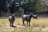 buffalos in the field