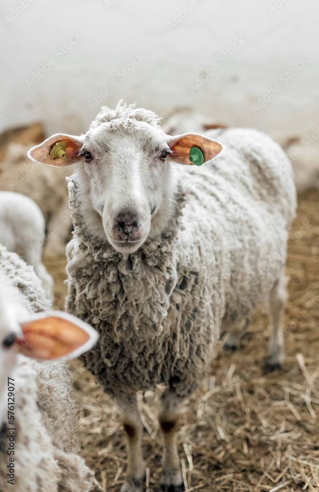 Portrait of Sheep looking at camera on the farm