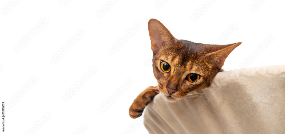 Fototapeta premium Abyssinian cat at home. Horizontal cat poster, greeting cards, headers, website