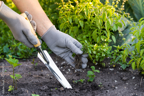 weed removal in a garden with a long root, care and cultivation of vegetables, plant cultivation, weed control, root remover in the hands of a gardener