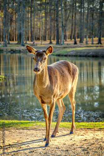 female doe deer grazing walking 