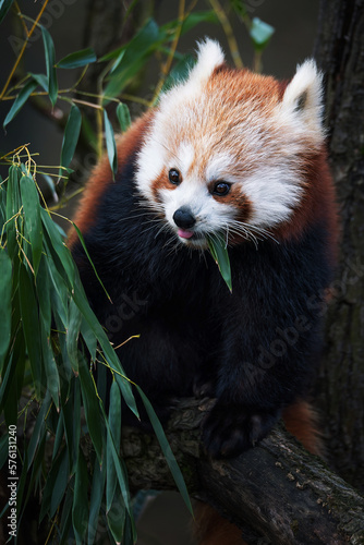 Photography Red Panda (Ailurus fulgens) on the tree