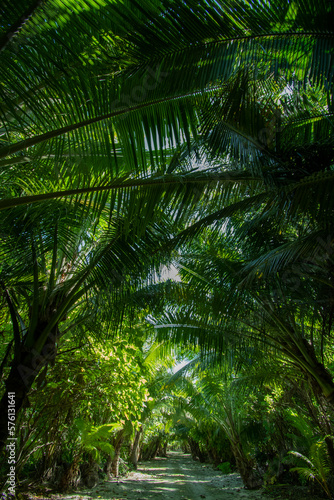 Straight pathway and coconut trees in the tropical island  Kayangel state  Palau  Pacific 