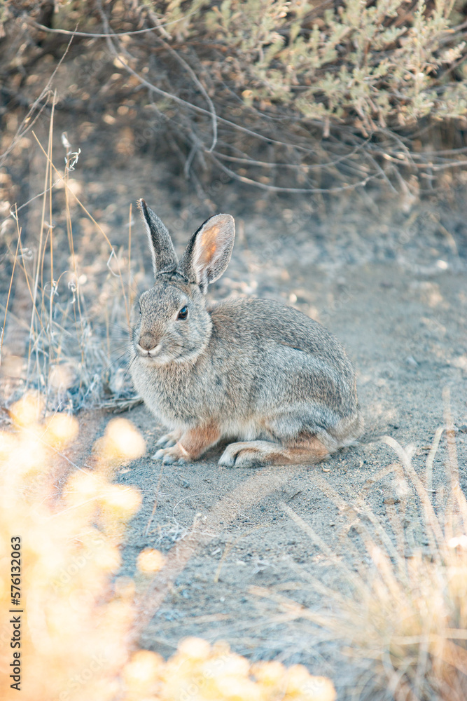 Fototapeta premium Mountain Cottontail Rabbit (Sylvilagus nuttallii) in Oregan