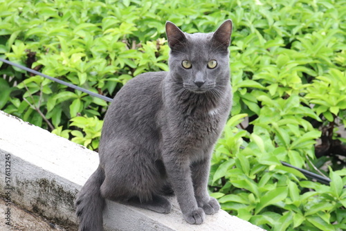 gato de color gris viendo la hierba verde