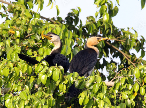 Two little pied cormorant birds sitting in a tree