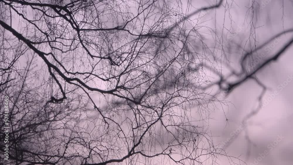 Twilight in the forest. Early spring or late autumn. Selective focus close-up. Twilight in the forest. Early spring or late autumn. Selective focus close-up.