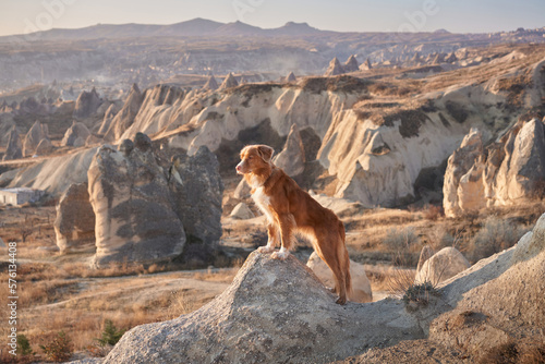 Red dog in cappadocia against the backdrop of the sandy mountains. Nova Scotia Duck Tolling Retriever at sunrise
