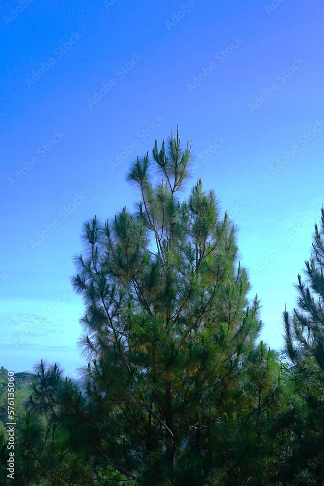 A tall tree in Indonesia's natural forest