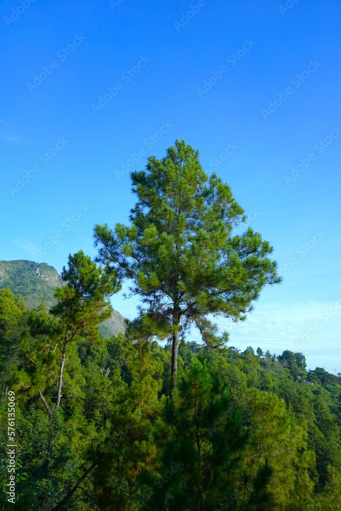 A tall tree in Indonesia's natural forest A tall tree in Indonesia's natural forest