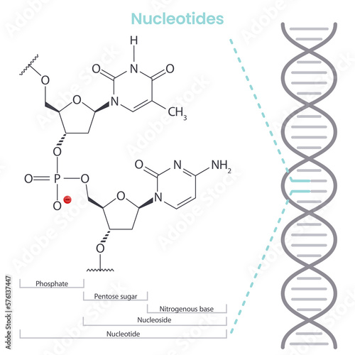 Nucleotide scientific biochemistry vector illustration infographic