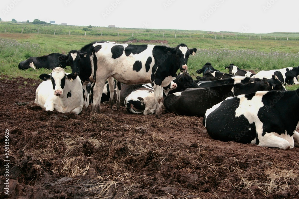 Cow Cow