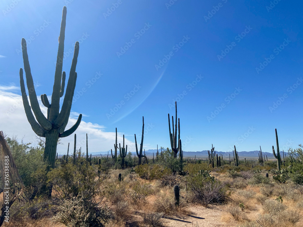 saguaro cactus in the Arizona desert along walking path with blue sky