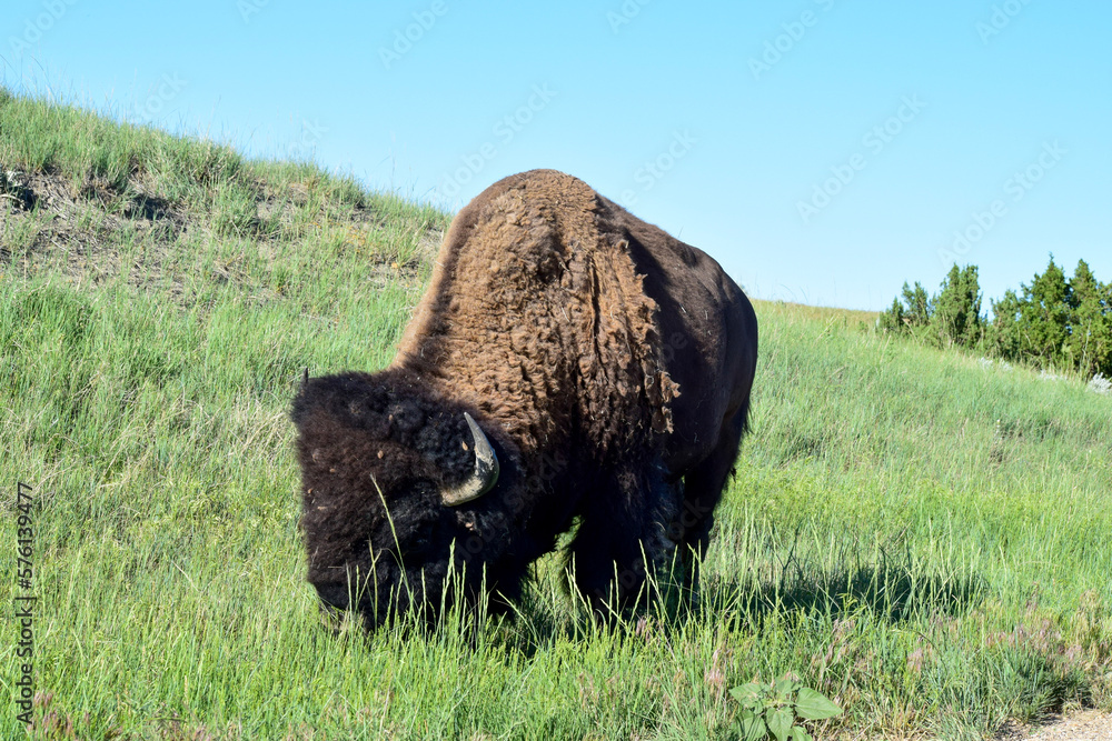 american buffalo bison grazing in grassy field