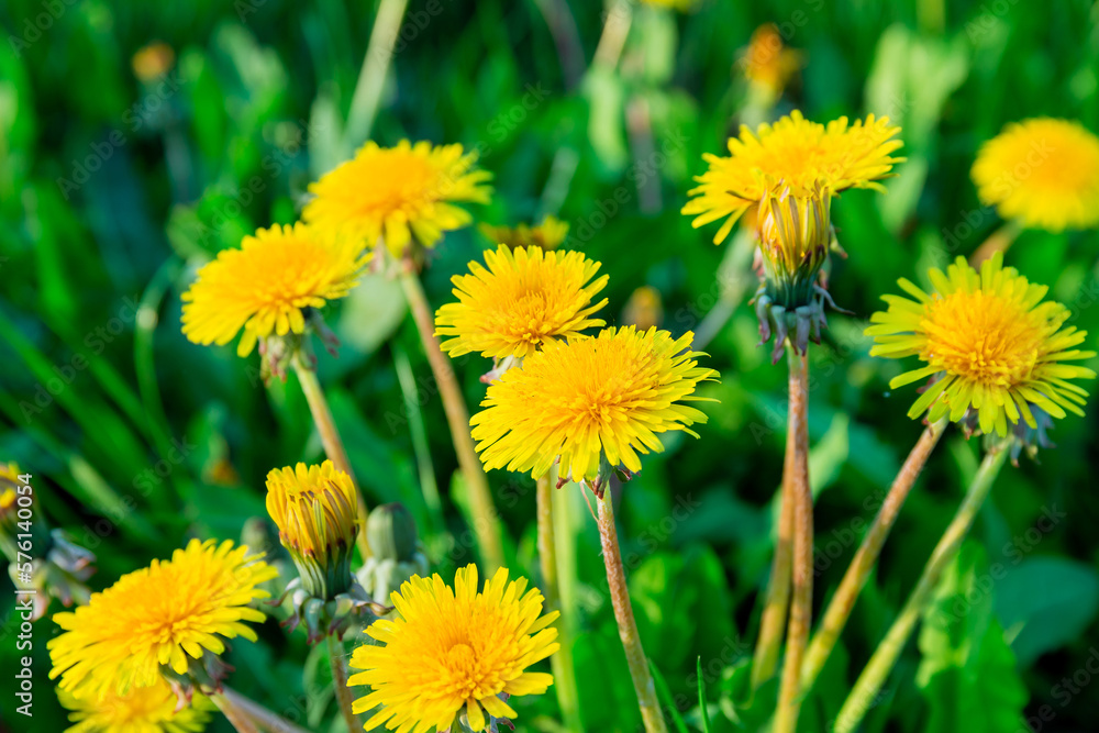 Obraz premium Yellow dandelion flowers on a green background. Blooming dandelions close-up. Dandelions in spring.