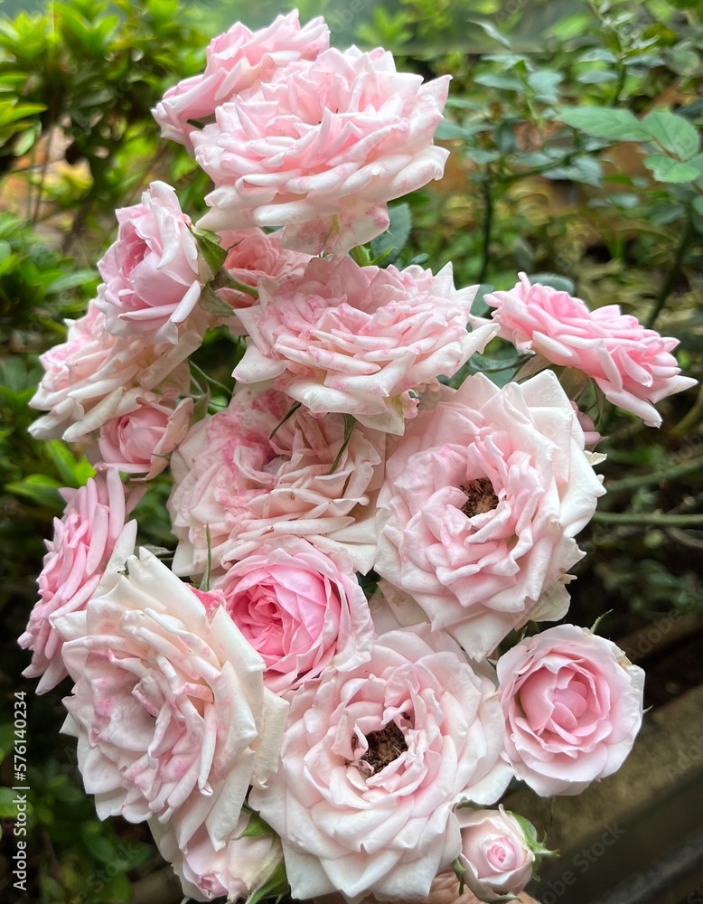 Fototapeta premium pink and white roses