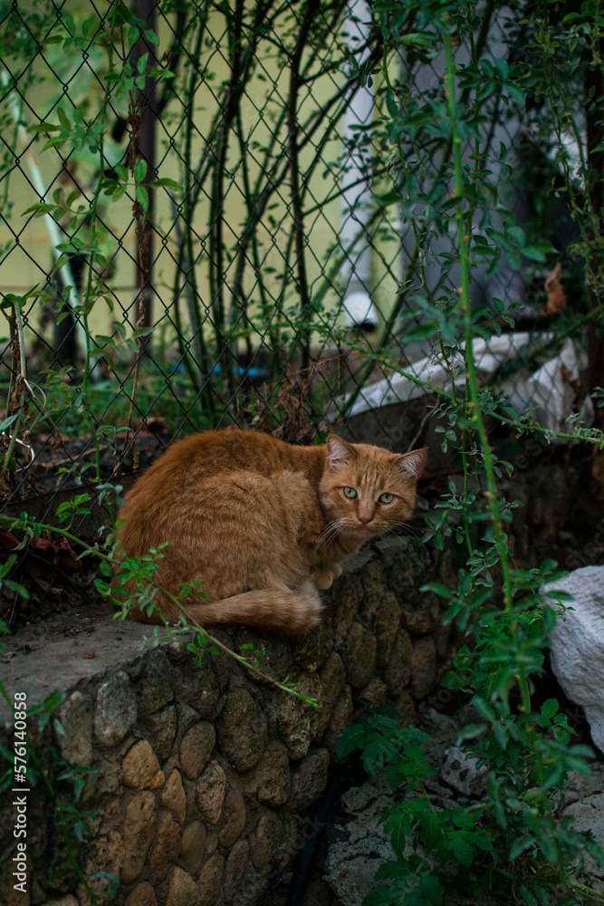 cat near the fence cat near the fence