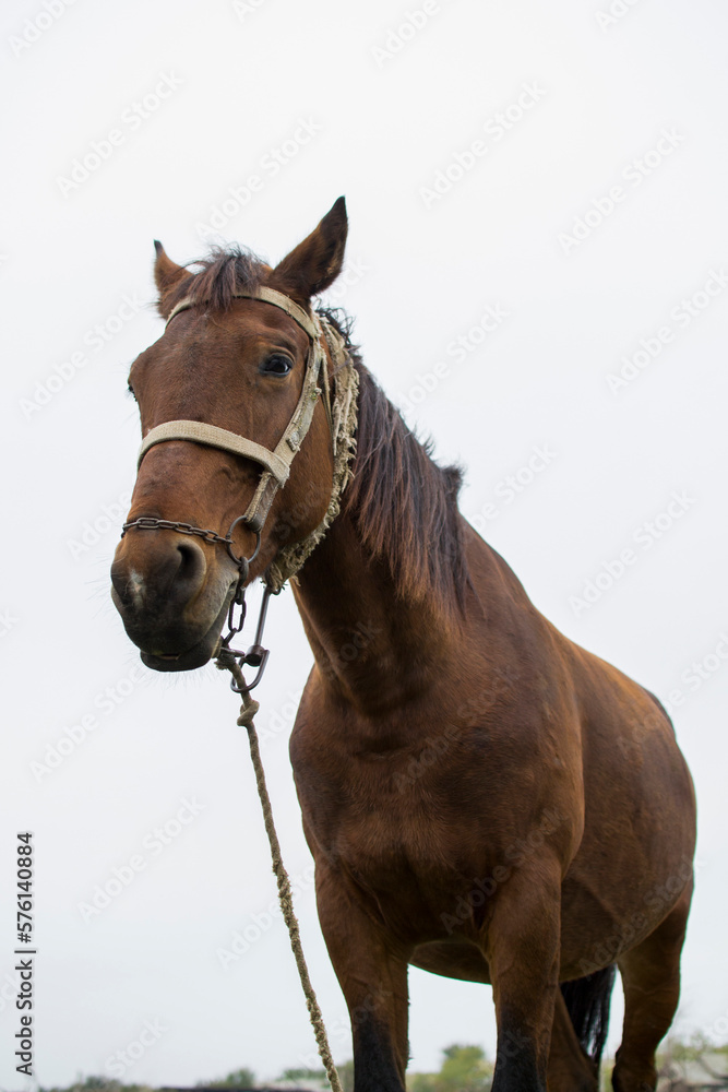 Obraz premium portrait of a horse