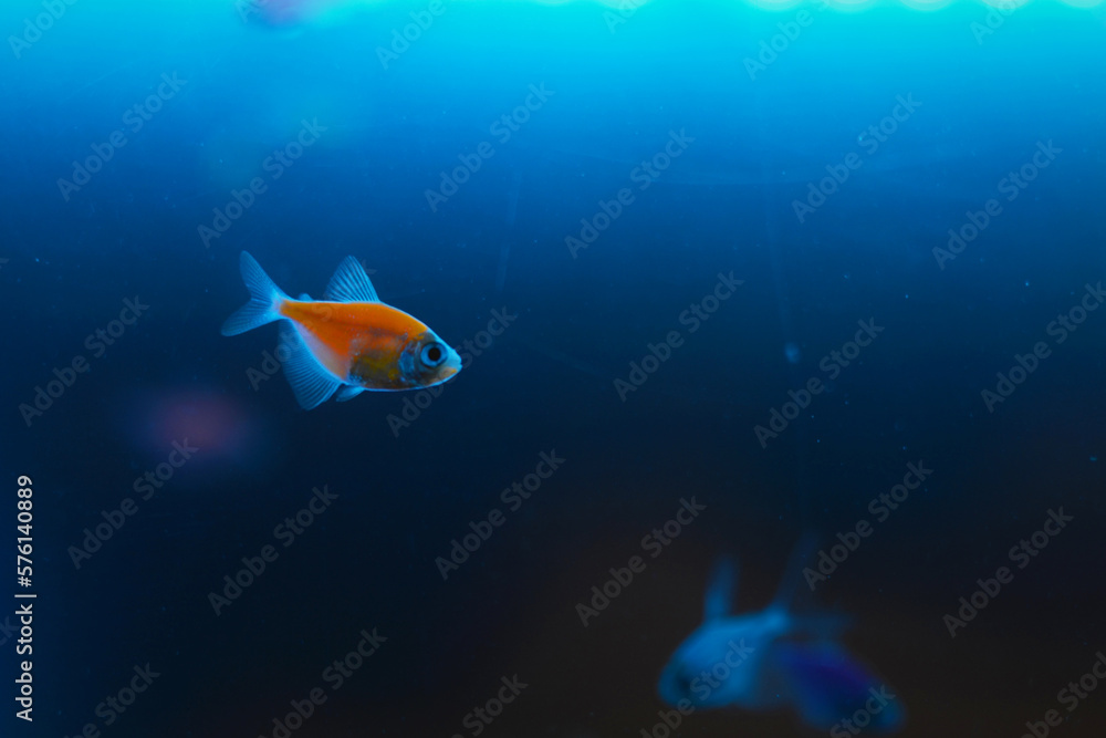 fish in aquarium