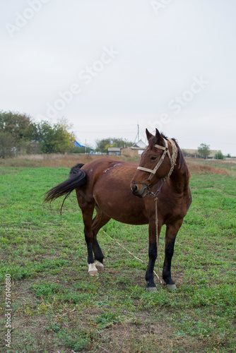 two horses on a farm © Mary