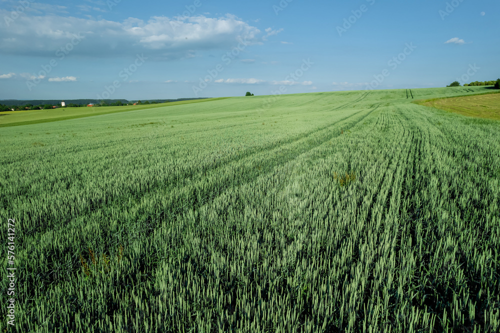 Obraz premium Landscape of a green wheat field. Fresh spikes of young green wheat. Sunrise. Place for text.