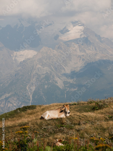 Cow lying down in from of Caucasus mountains.  © microice