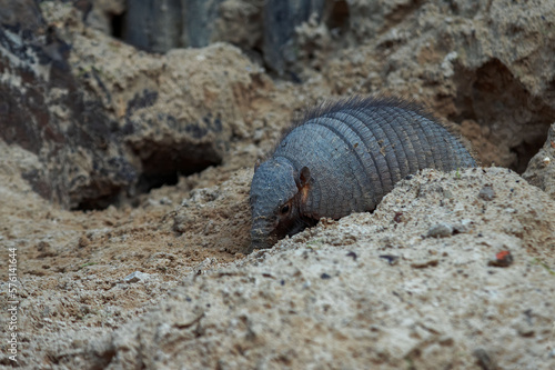 Hairy Armadillo in the sand © A.Sh