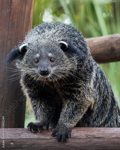 Binturong in zoo