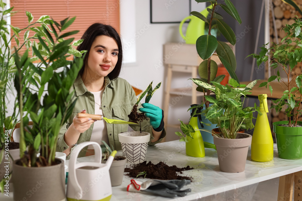 Young woman transplanting green houseplant at home