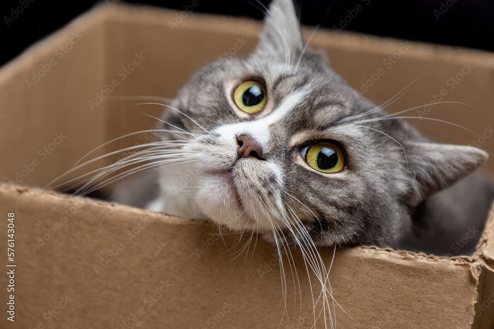 Cute grey tabby cat in cardboard box on floor at home. Pets concept.