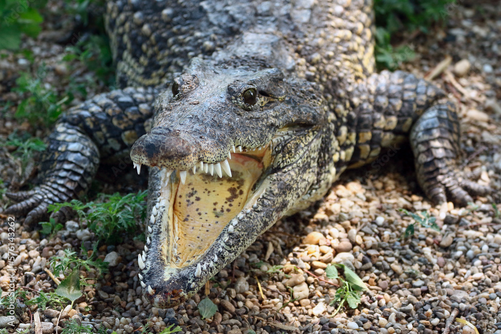 Fototapeta premium alligator in the everglades