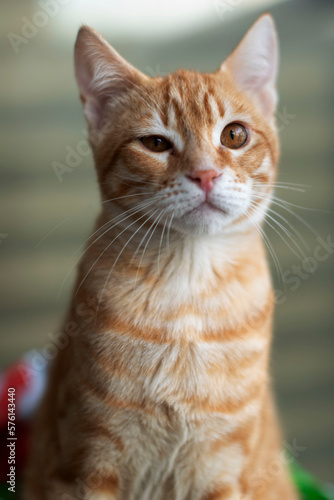 ginger cat
