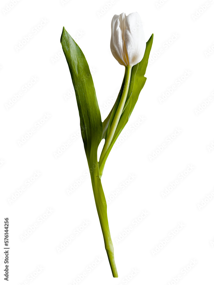 tulip isolated tulip isolated