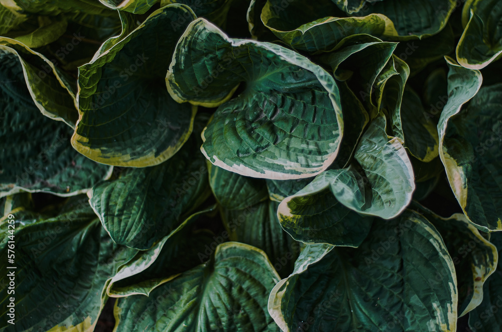 texture plant leaves texture plant leaves