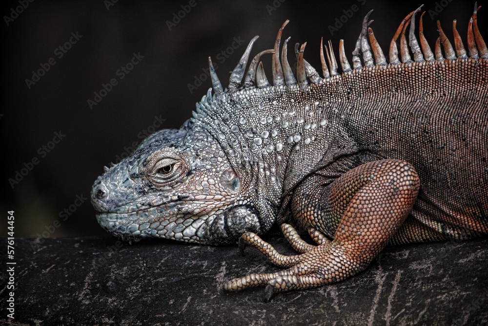 Obraz premium close up of iguana