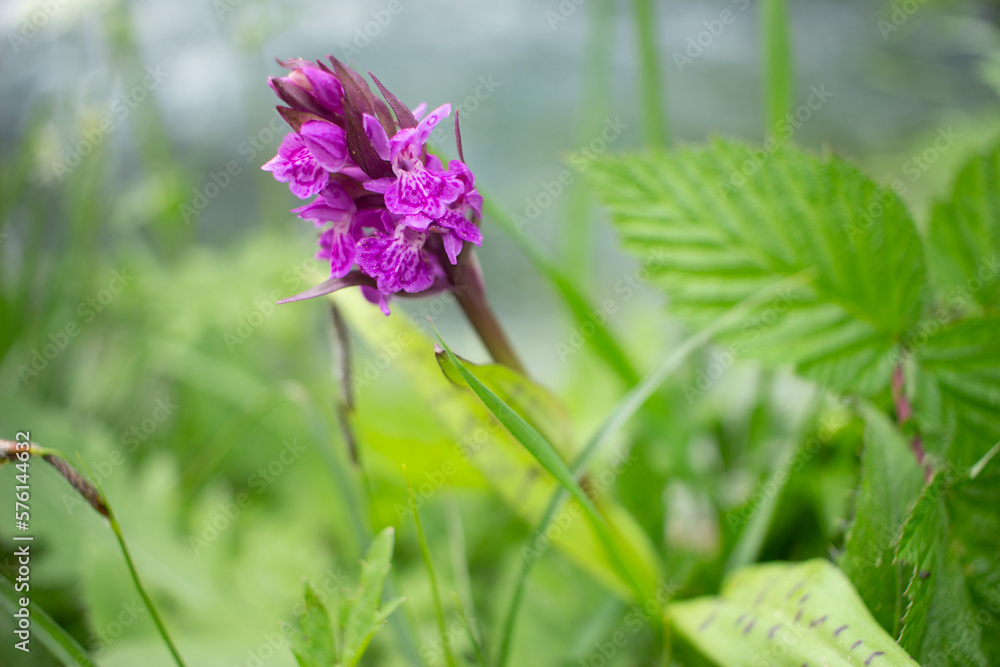 Pink Orchid Wildflower near the Water in Spring in Austria Pink Orchid Wildflower near the Water in Spring in Austria