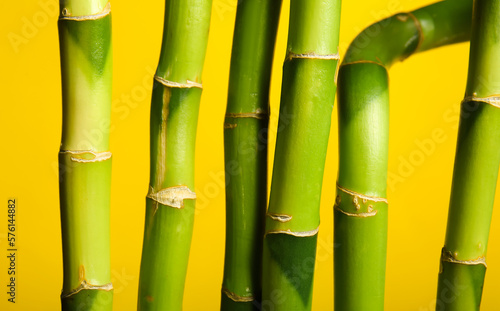 Bamboo branches on yellow background  closeup