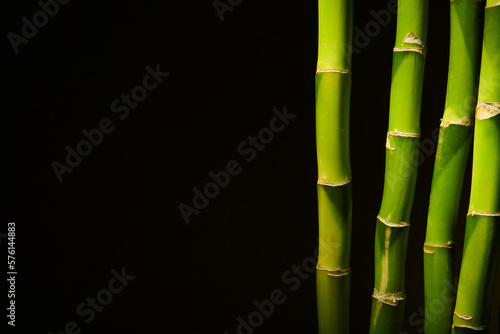 Bamboo branches on dark background