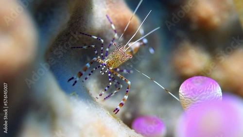 Close-Up Shot Of Sncylomenes Pedersoni Moving By Sea Anemone Underwater - Oranjestad, Sint Eustatius photo