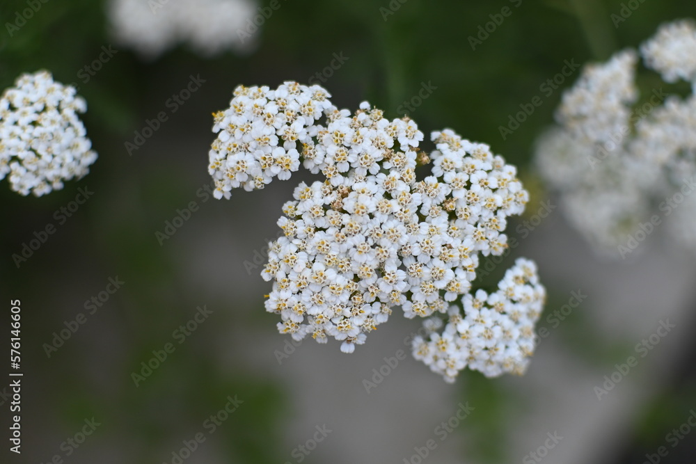 close up of a white flower close up of a white flower