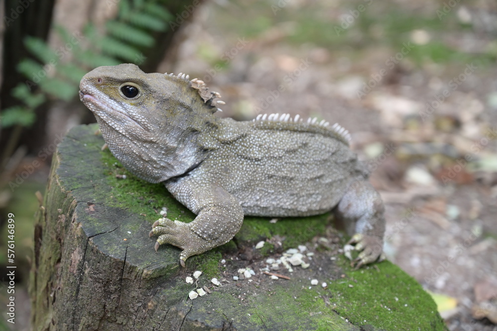 Obraz premium A cute reptile in Australia