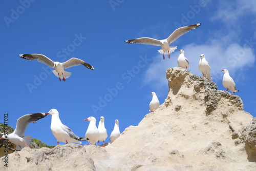 Wild birds resting on the rock