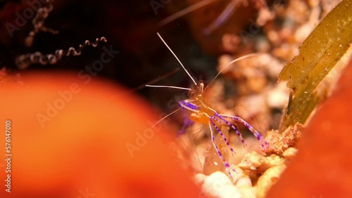 Pederson Cleaner Shrimp Moving On Rocks In Sea - Oranjestad, Sint Eustatius photo