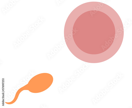 sperm and ovum. sperm. reproduction. pregnancy process
